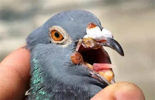 赛鸽长鸽痘怎么治疗,台生鸽痘活毒疫苗使用说明