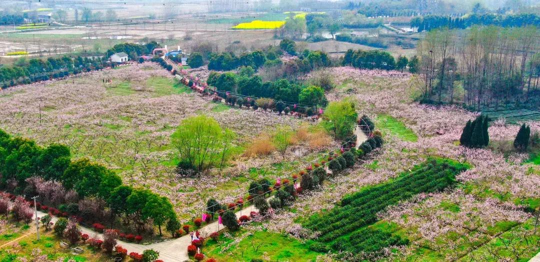 最美的花送给大家共赏,最美的花送给大家观赏