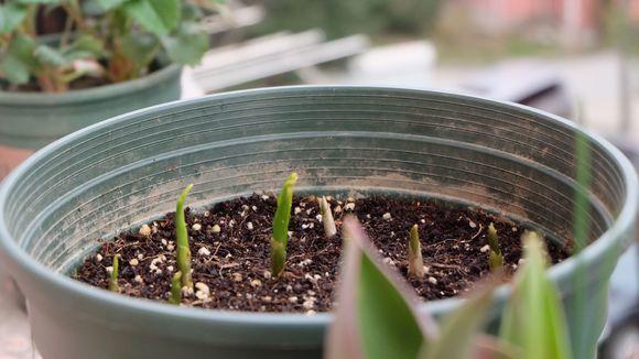 铃兰真的有毒吗,铃兰有毒吗视频