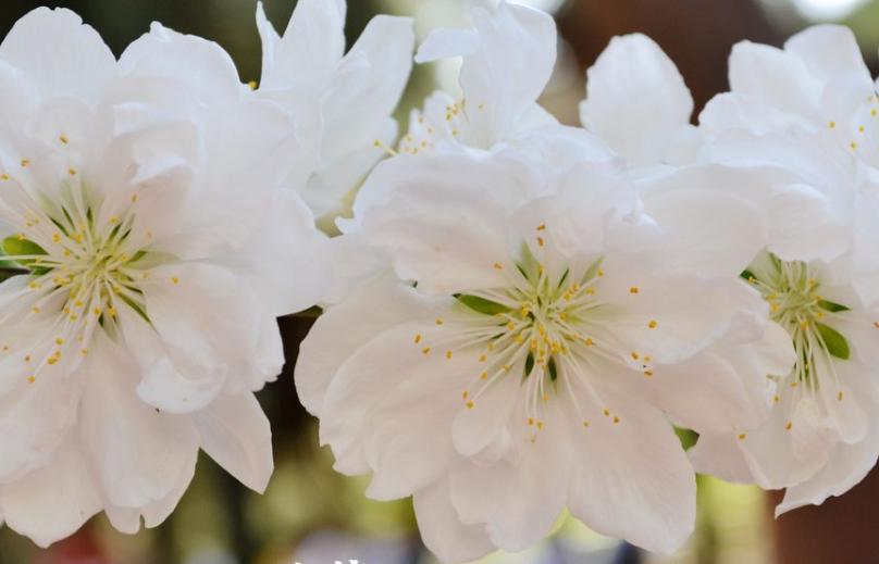 全球最美十种花,世界公认的九大最美花