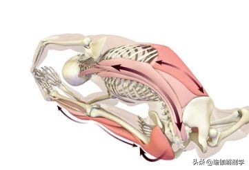瑜伽18个基本体式,18个瑜伽体式正确图