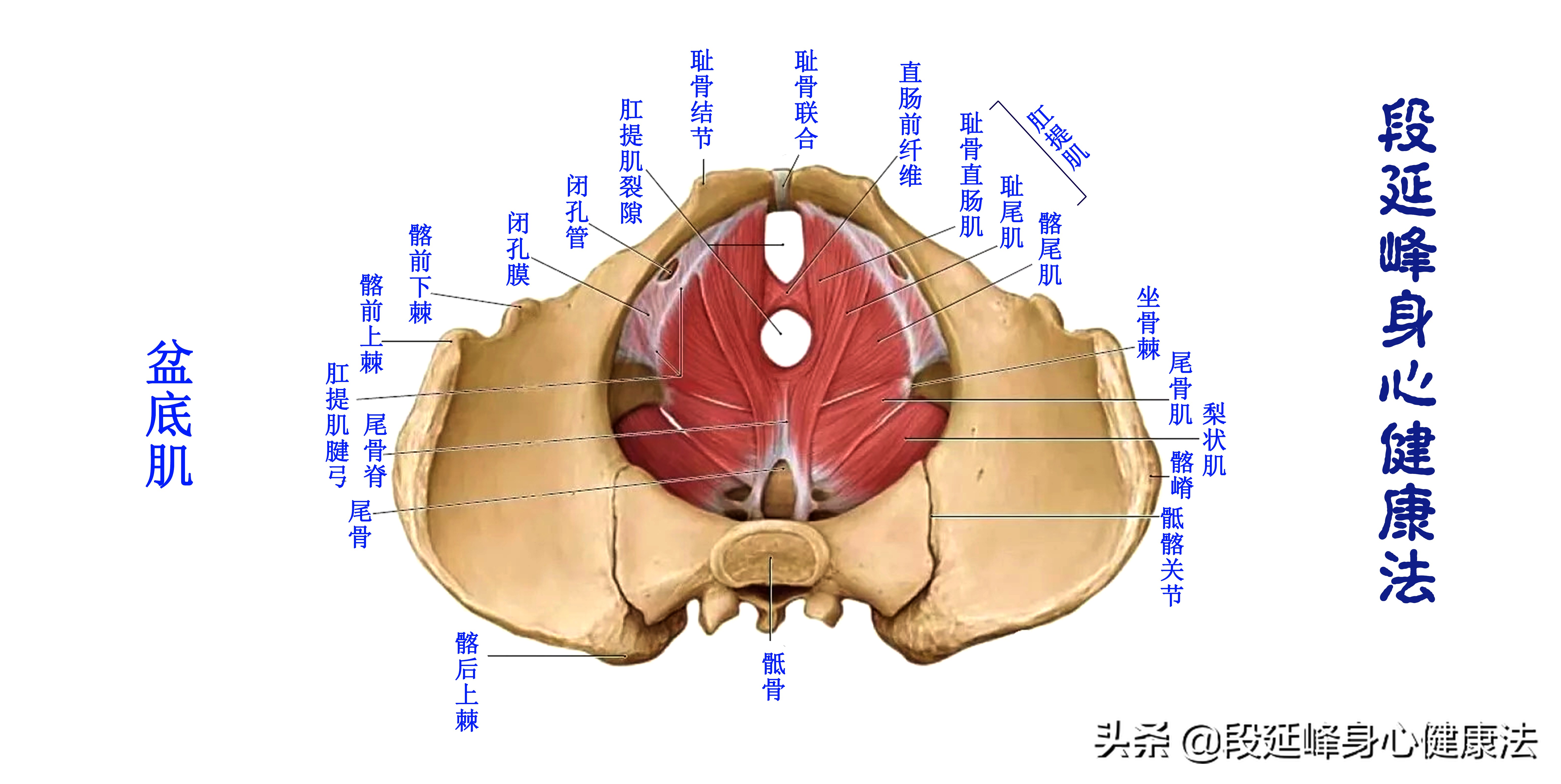 老年女性尿失禁吊带治疗有风险吗,女性尿失禁康复锻炼