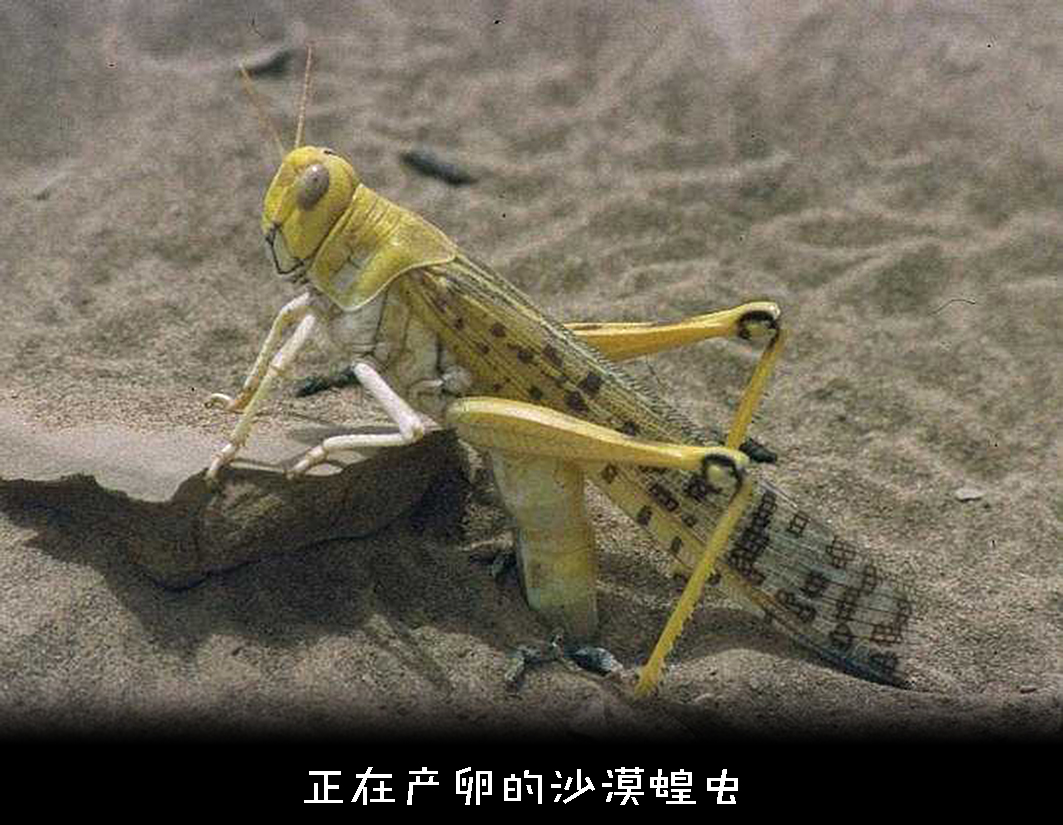 为什么成灾的蝗虫有毒,为什么会有蝗灾