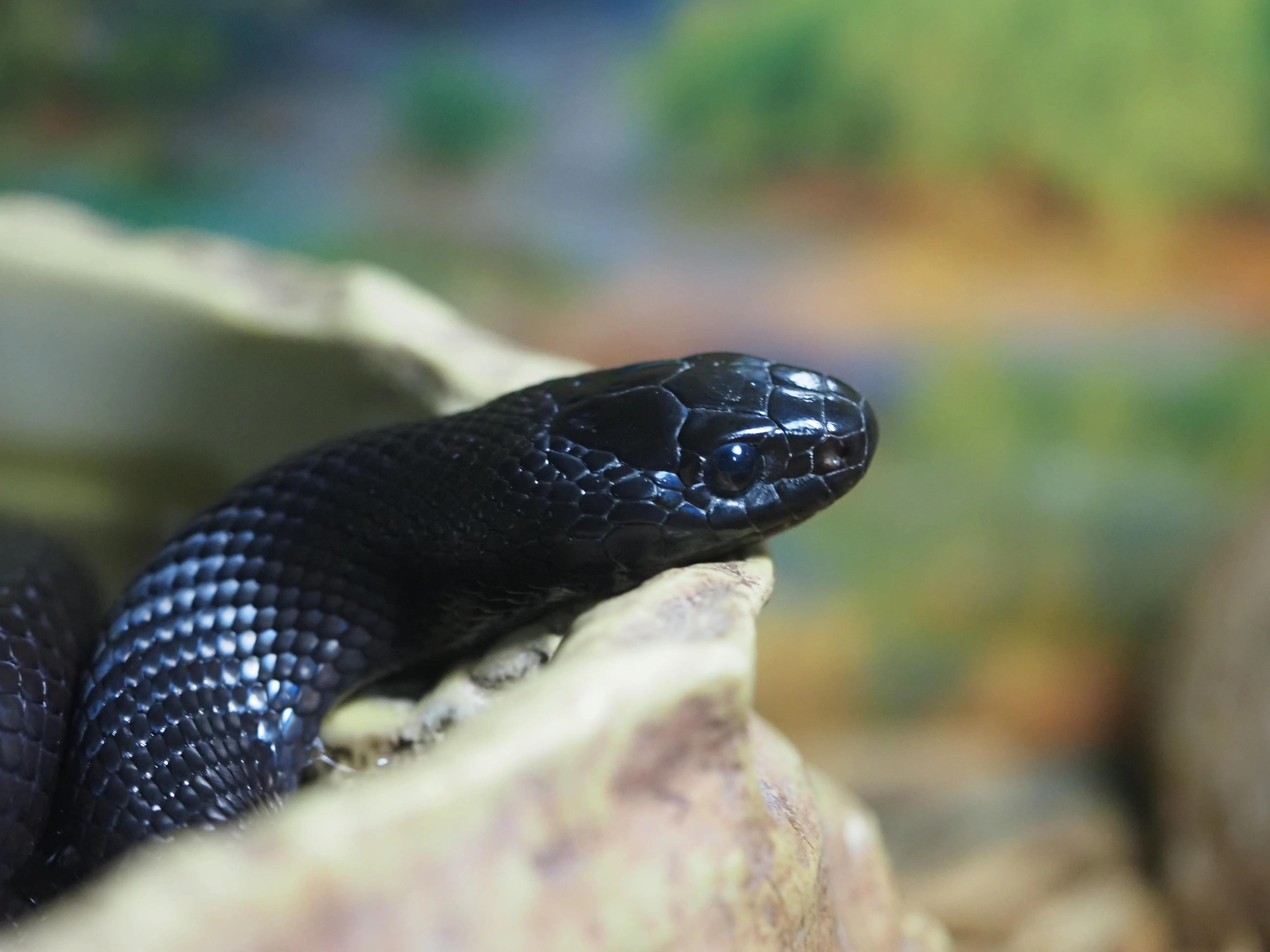 奥林巴斯停产m43镜头,奥林巴斯m43是全画幅吗