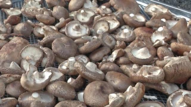 种植香菇一亩能产多少斤干货,农村大哥种18亩地