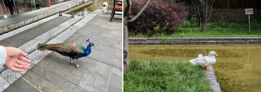 丽江悦榕庄泳池别墅,丽江悦榕庄别墅视频