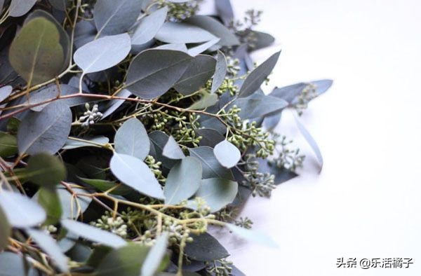 大叶尤加利插花,尤加利干花教程