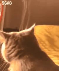 南方养猫跟北方养猫什么区别,北方养猫为什么比南方好