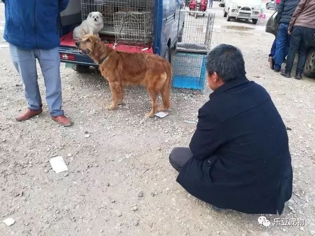 主人把狗卖了狗哭了,金毛被主人卖掉自己回来