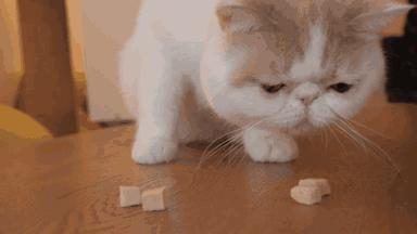 这3种猫很可怕有钱都不建议养,再喜欢也千万别养的4种猫