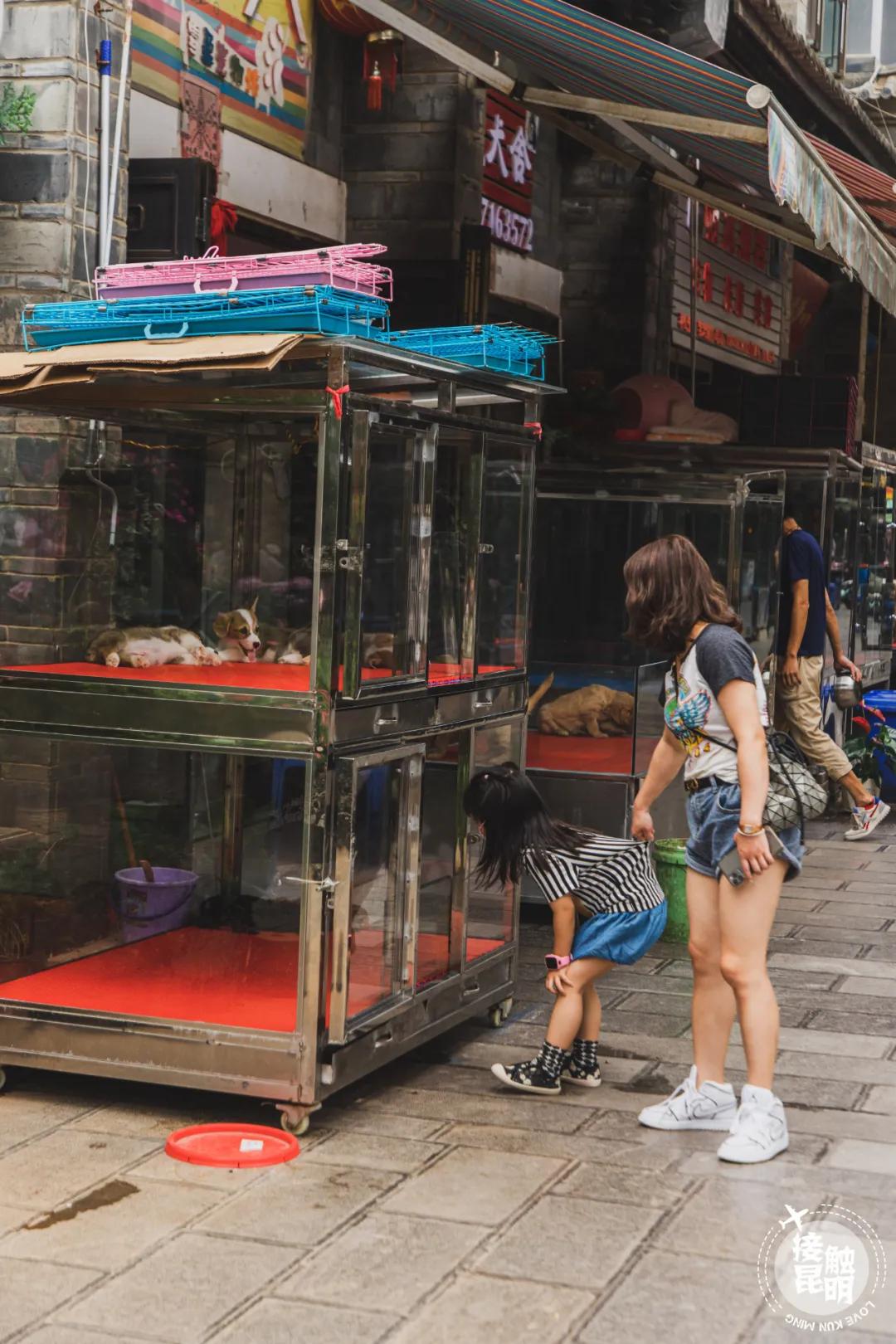 逛逛园博花鸟市场,园博花鸟市场攻略