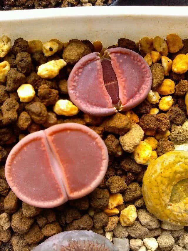 春季生石花种植,生石花冒芽需要把老叶片剪掉吗