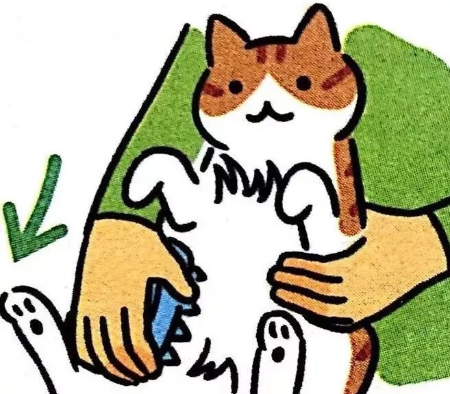 给猫梳毛能防止掉毛吗,给猫梳毛为什么猫会舒服