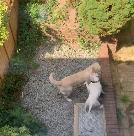 狗狗看上别家的狗,狗狗看上别人家的狗