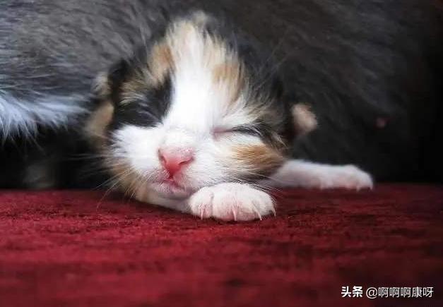新手养猫第1天不让摸怎么办,新手养猫怎么让猫不出家门