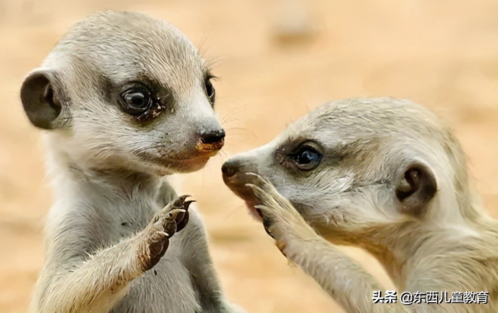 被阅读大V、精英家长捧上天的DK，为什么我不建议闭眼入？