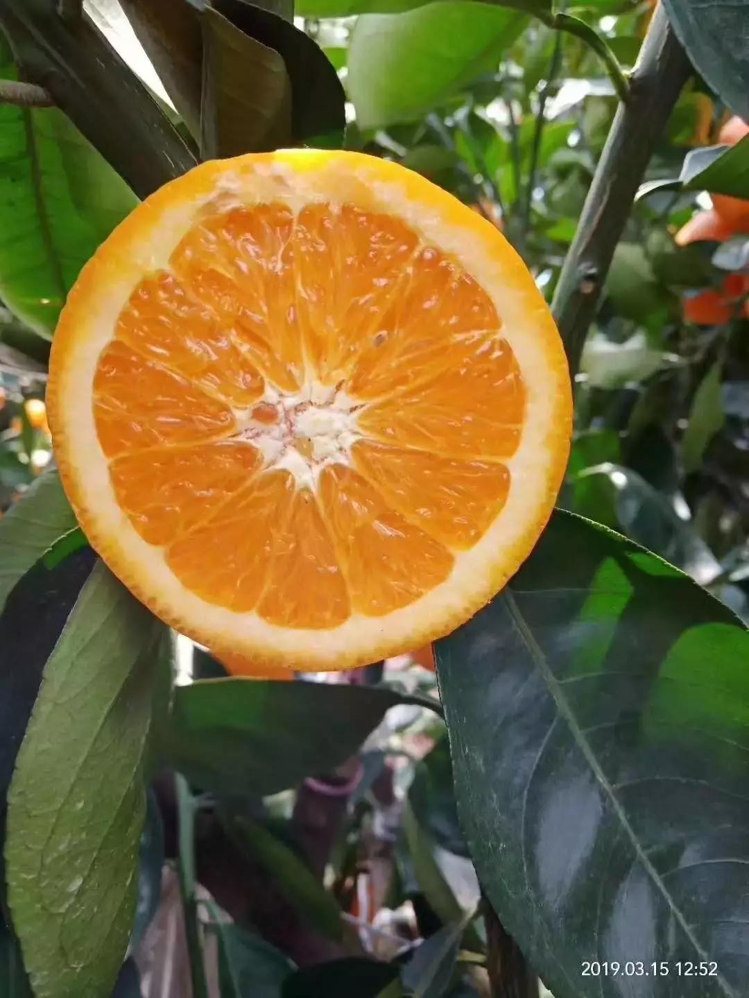 湖北秭归脐橙跟江西甜橙哪个好吃,秭归伦晚脐橙新鲜甜橙9斤