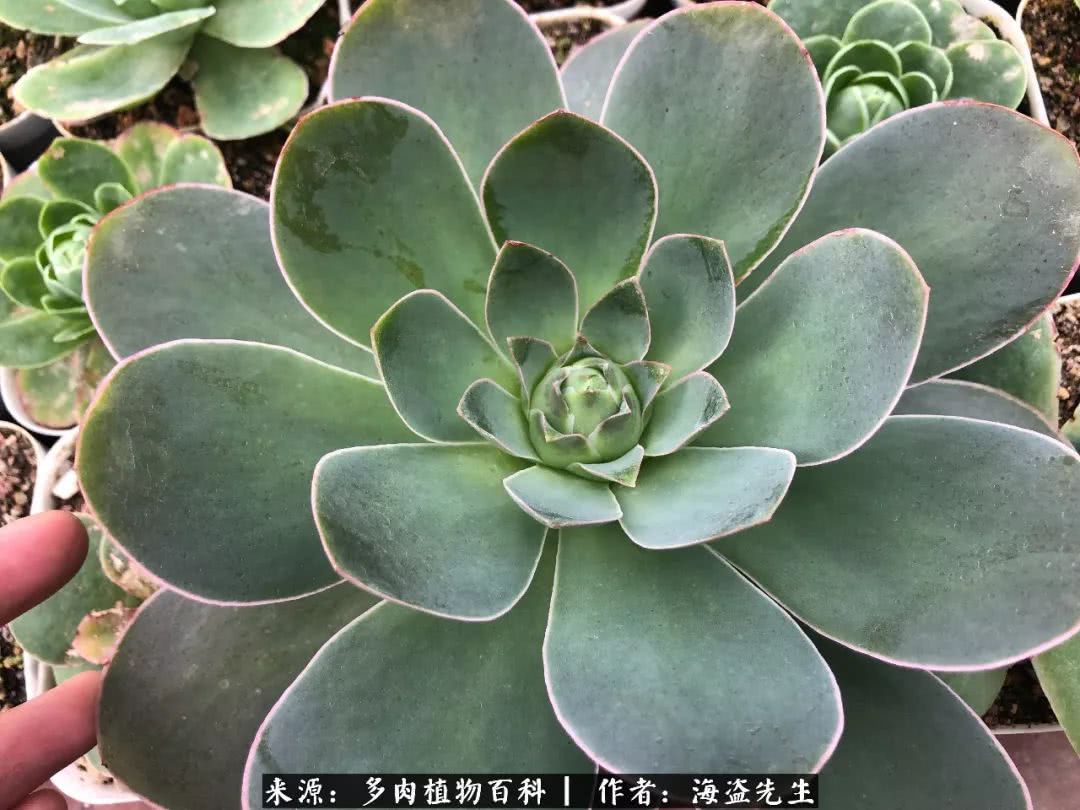 介绍多肉生长特点,多肉植物科普讲解图片视频