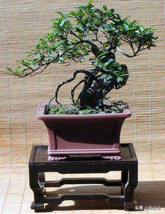 中华蚊母树桩盆景怎么养,盆景中华小叶蚊母怎样养护