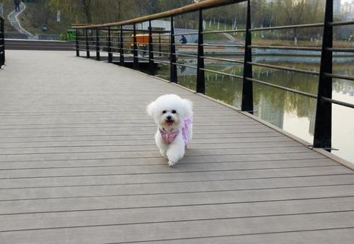 比熊不好训练,比熊不温顺怎么办