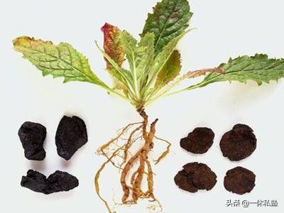 反复口腔溃疡和肾有关系吗,女性反复口腔溃疡和肾有关系吗