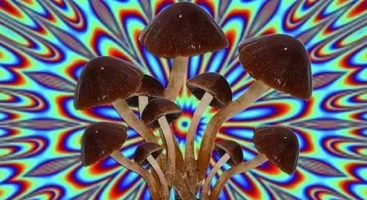 云南试毒大赛,又到了一年一度试毒的季节了