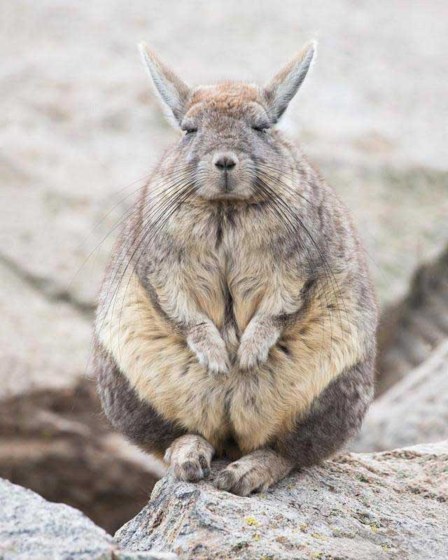 龙猫的亲人视频,龙猫的亲戚