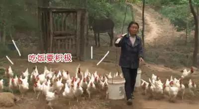 教你让鸡在指定的地方下蛋,怎么让鸡在你指定的地方下蛋