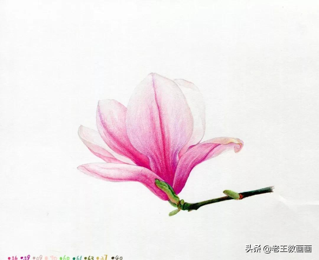 玉兰花该怎么画,画玉兰花的最佳方法