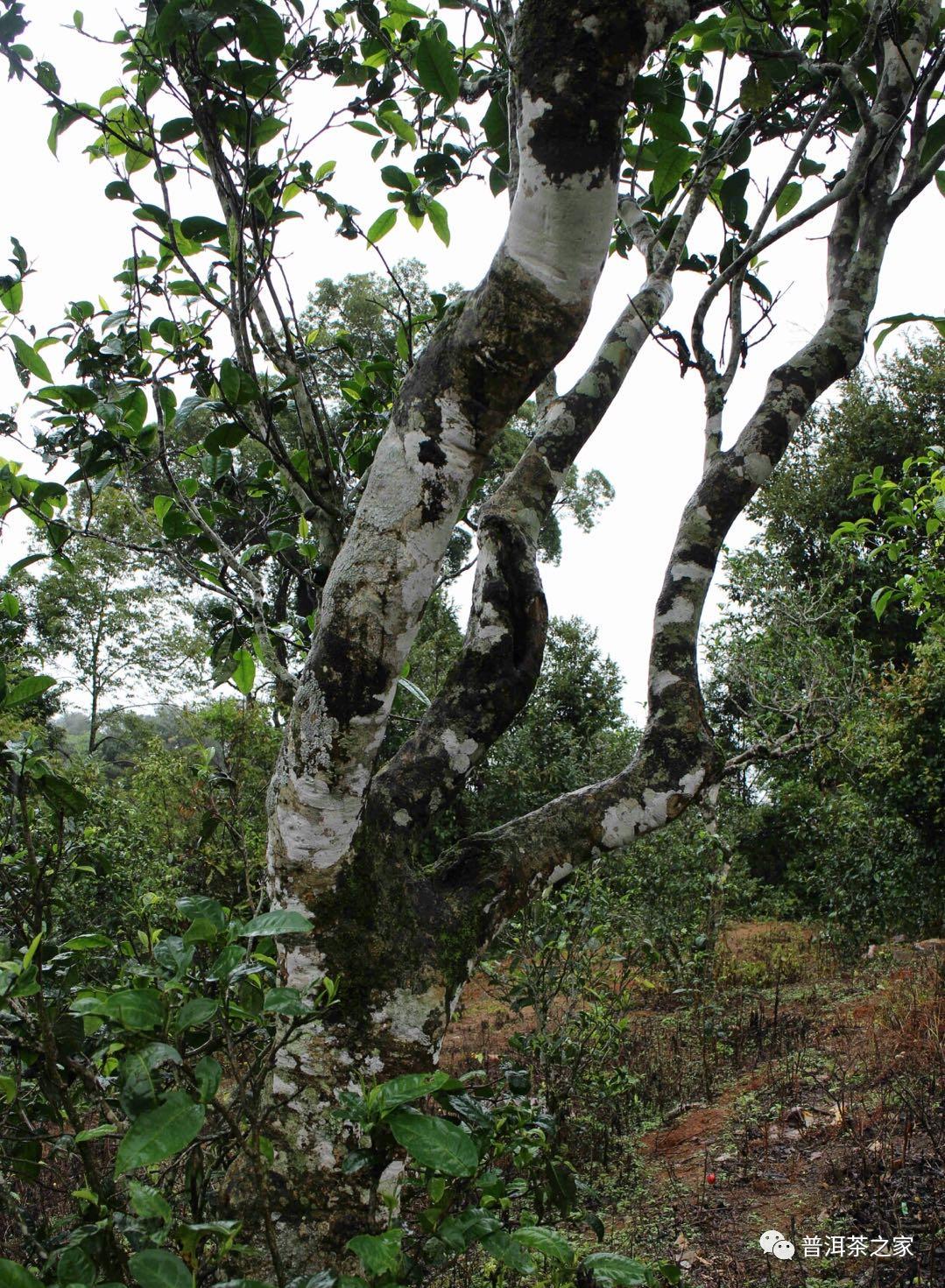 缅甸815和老班章距离多远,815和老班章有什么区别