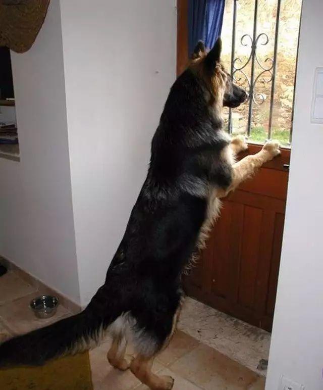 狗狗独自在家能待5天会怎样,每次狗狗自己在家都在想些什么呢