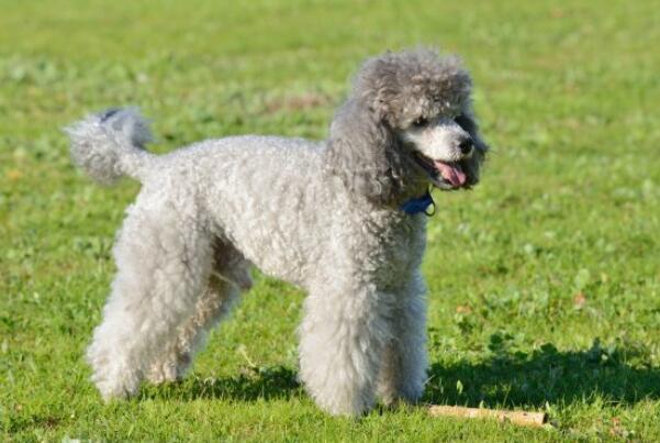 泰迪吠叫训练方法介绍,你家泰迪做过哪些事