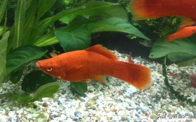 鱼缸观赏鱼哪个最好养,最好养的十种观赏鱼