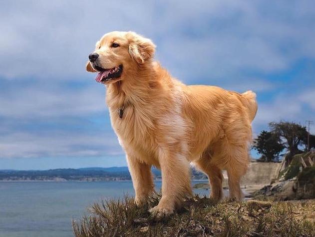 金毛每日吃多少,金毛一天要吃几顿一顿吃多少量