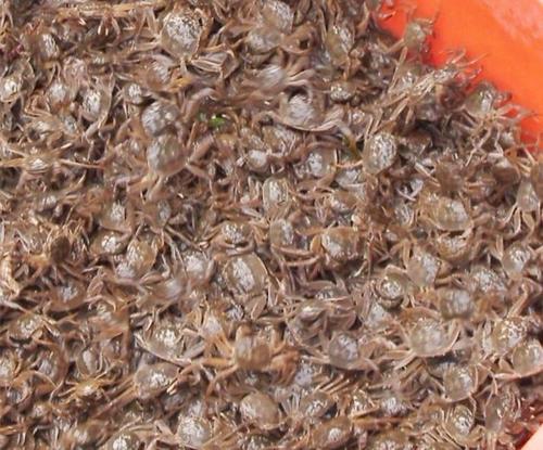 除蟹田里青苔有啥好办法,蟹池中青苔怎么处理