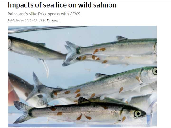 日本三文鱼寄生虫感染,三文鱼寄生虫能杀死吗