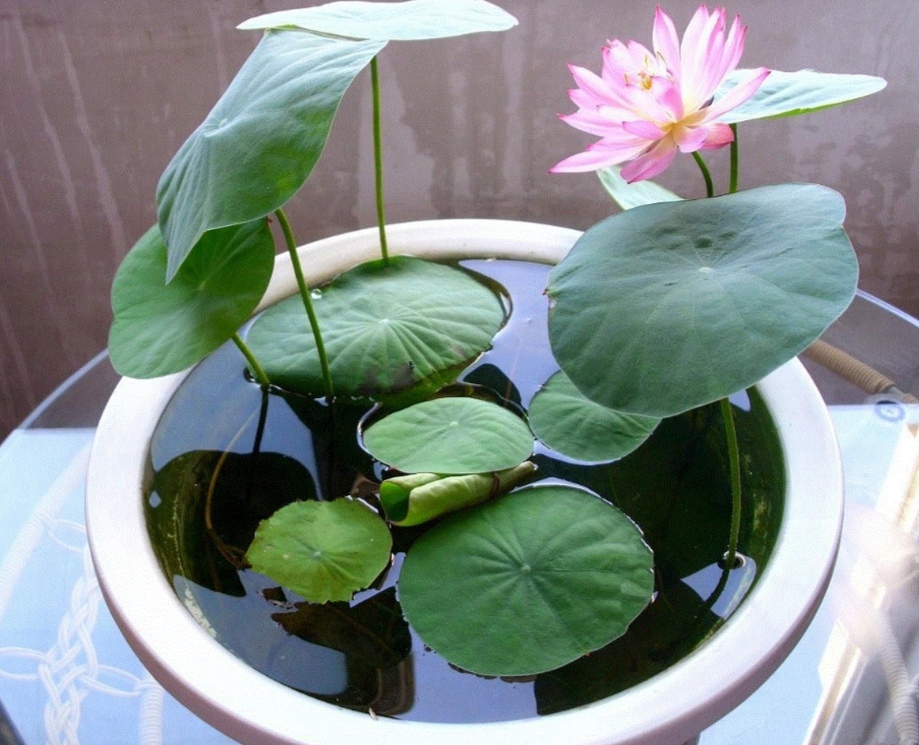 碗莲在家怎么养才能开花多,怎么养碗莲才能养得好