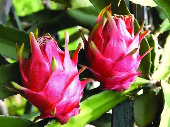 三伏天，教您做火龙果果冻，清凉滑嫩，爽口解暑，孩子吃了也放心