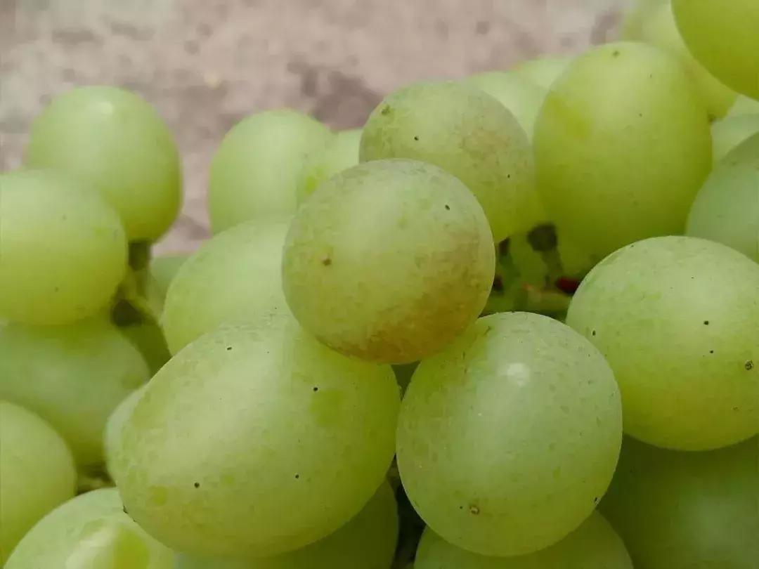 葡萄长锈斑图片,葡萄上有锈斑是什么品种