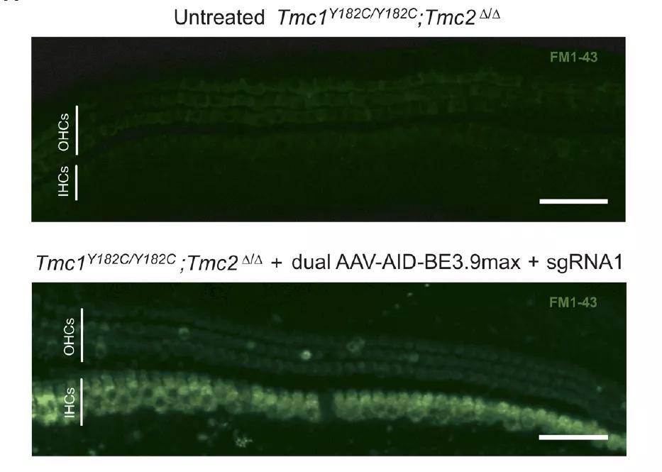 人类首次通过基因编辑攻克隐性遗传病!刘如谦历时四年治愈耳聋小鼠