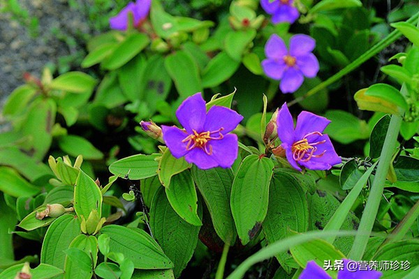 花开似牡丹,果实曾是儿时的零食,根部价值高,只是很多人不知道