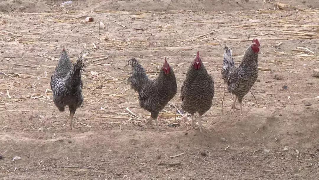 新春走基层老百姓心里踏实了,新春走基层扶贫暖人心