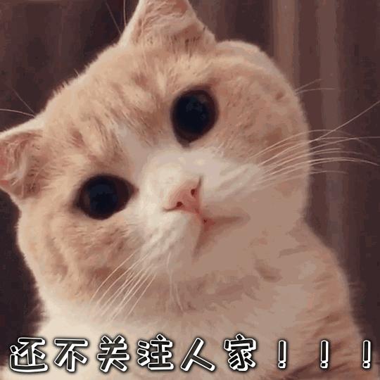 海贼王照片草帽海贼团时尚版,海贼王路飞唐装旗袍