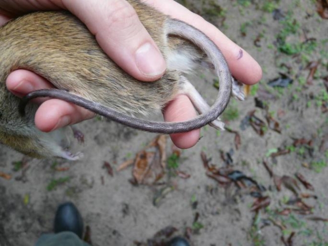 网上报道的出血热病症是真的吗,最近出血热事件