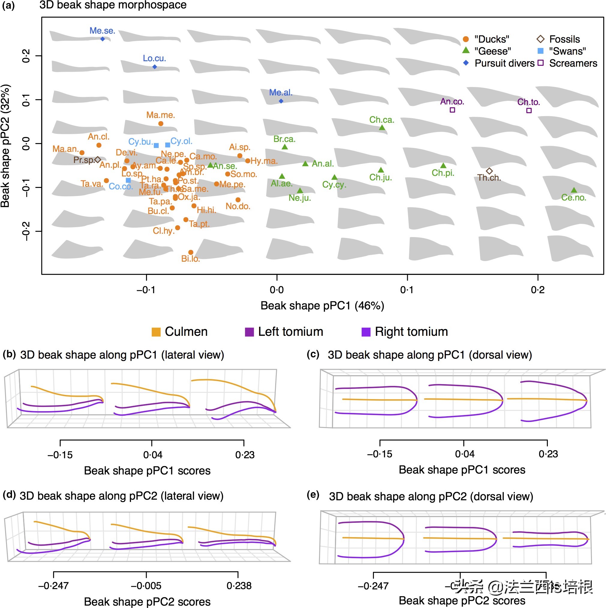 鸟嘴和人嘴有何不同,鸟喙和鸟嘴一样吗