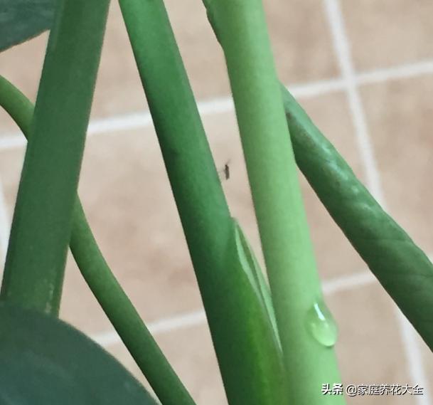 养花土有小黑飞有什么好办法去除,养花小黑飞