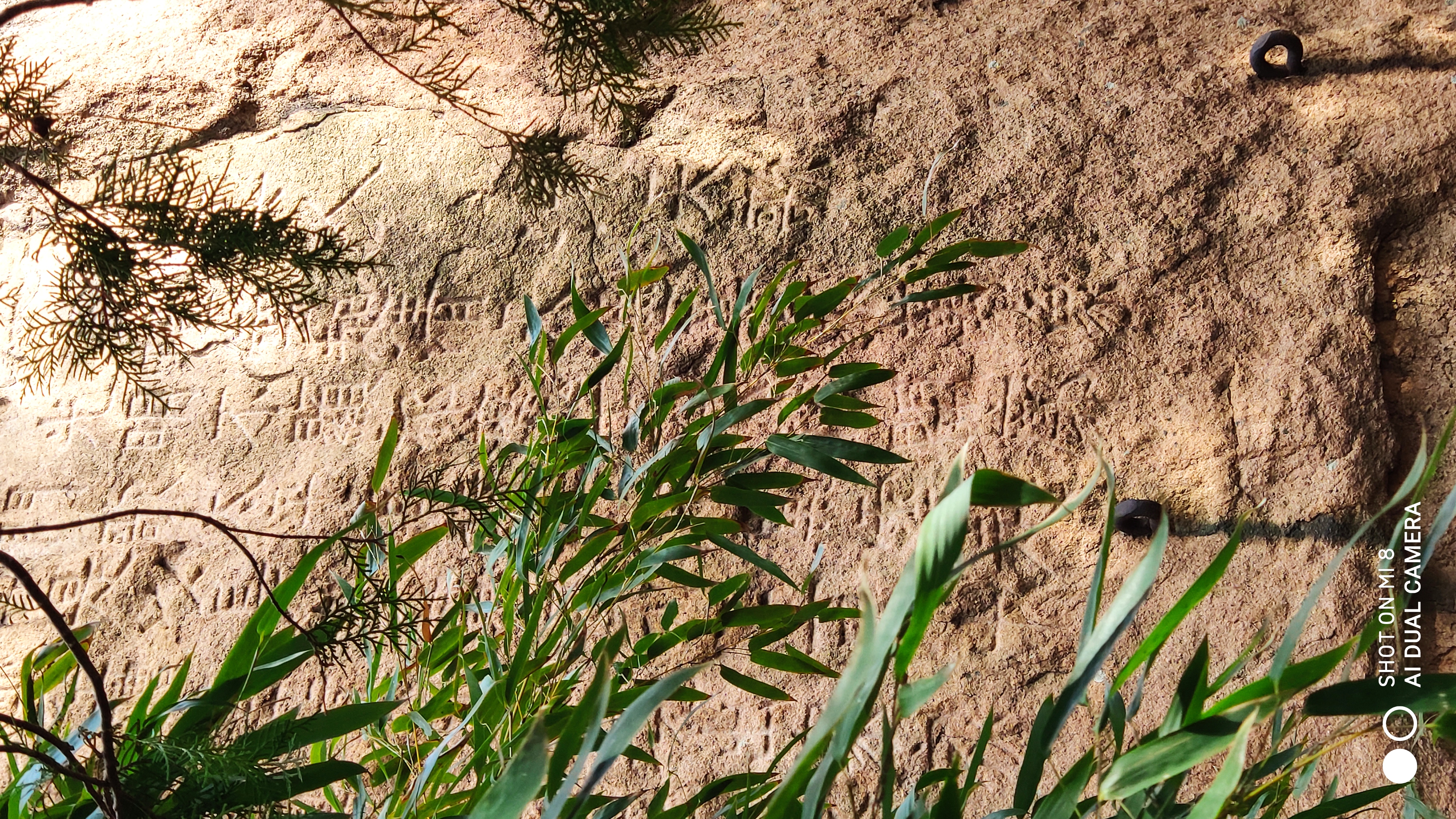 崂山水畔菜蔬鲜，黄石洞中书韵长
