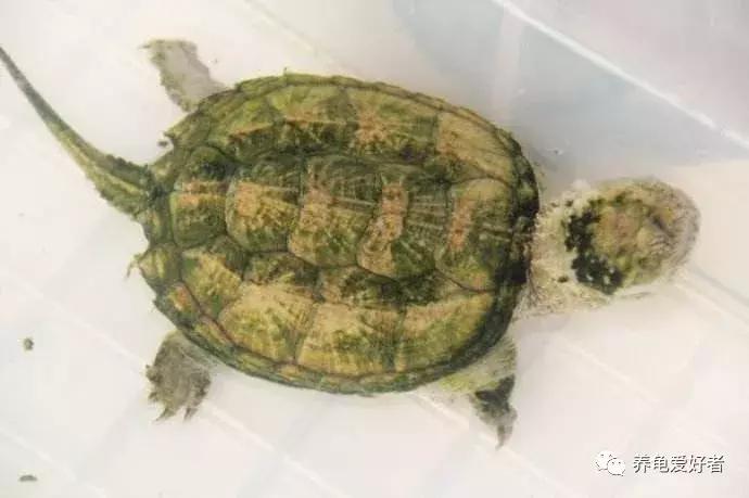 养龟水起青苔怎么办,怎么在龟背上养青苔