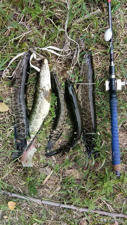 雷蛙到黑鱼附近黑鱼就吓跑了,路亚钓黑鱼怎么用雷蛙逗黑鱼