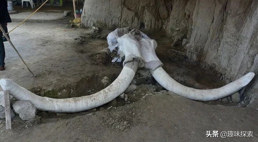 猛犸象灭绝时间之谜,神秘消失猛犸象的灭亡之谜